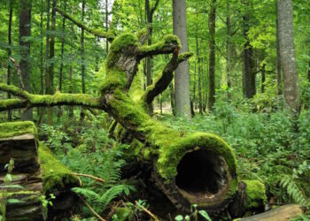 Біловезький національний парк, Біловезька пуща у Польщі - StudentPortal