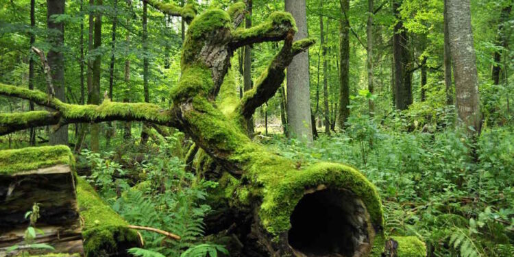 Біловезький національний парк, Біловезька пуща у Польщі - StudentPortal