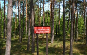 Леса курорта Ястшембя Гура в Польше - StudentPortal