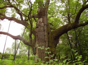 Дуб Бартек Свентокшиське воєводство - StudentPortal