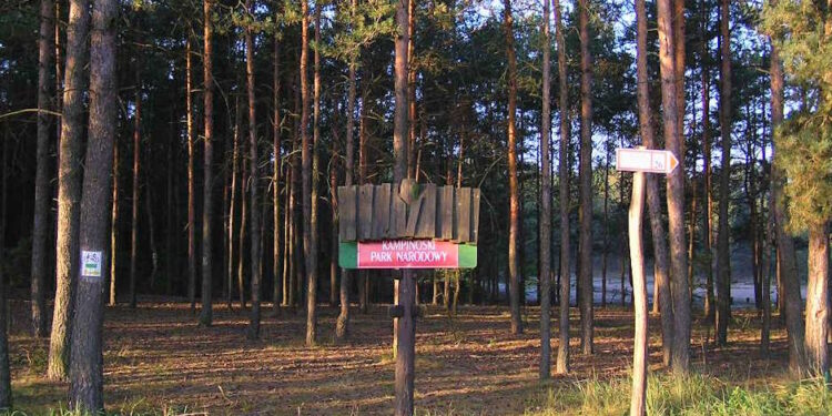 Дерев'яний інформаційний стенд із написом «Kampinoski Park Narodowy» на фоні високого соснового лісу та вказівника маршруту — StudentPortal