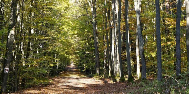 Широка лісова стежка, оточена високими деревами з осіннім листям, через які пробиваються сонячні промені - StudentPortal